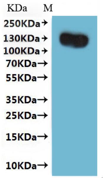Predicted band size – 81.2 kDa; Observed band size - 120 kDa<br />It is detected by Mouse anti-EGFP monoclonal antibody.<br />This tag can be tested only under denaturing conditions.<br />The reducing (R) protein migrates as 120 kDa in Western blotting may be due to glycosylation.